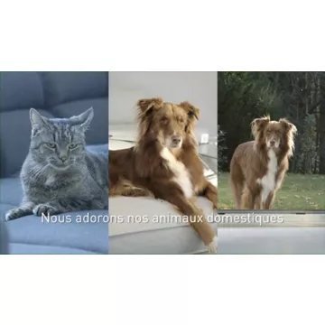 Aspirateur laveur THOMAS Pet & Family Aqua+ (788568) – Image 19